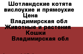 Шотландские котята вислоухие и прямоухие › Цена ­ 1 500 - Владимирская обл. Животные и растения » Кошки   . Владимирская обл.